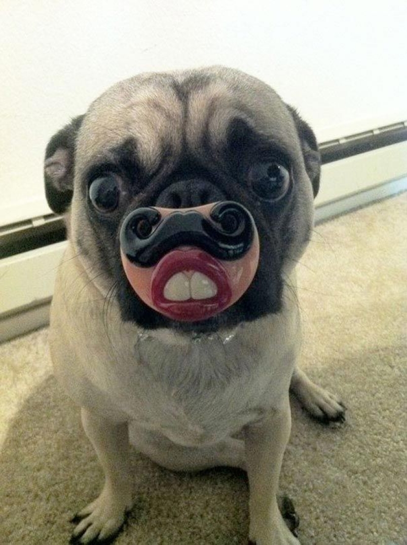 20 Dogs Who Have No Idea About How Stupid They Look With Their Toys 20 Dogs Who Have No Idea About How Stupid They Look With Their Toys