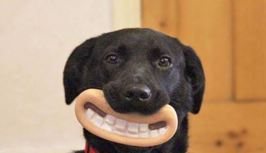 20 Dogs Who Have No Idea About How Stupid They Look With Their Toys