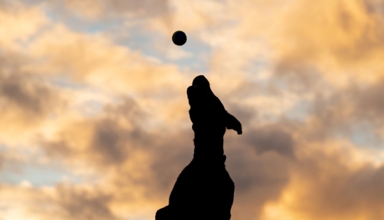 20 finalistas de los Comedy Pet Awards 2023 que hicieron reír a la gente