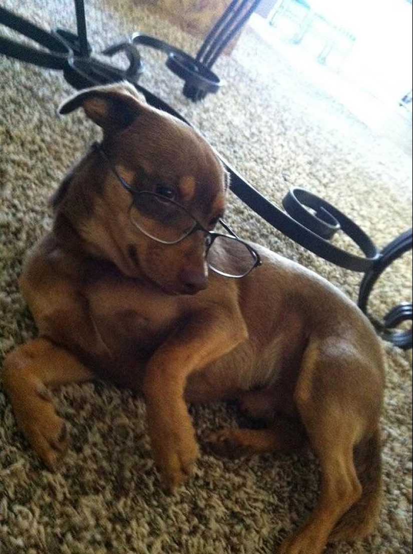 20 Funny Animals Who Think They're Very Sexy 20 Funny Animals Who Think They're Very Sexy