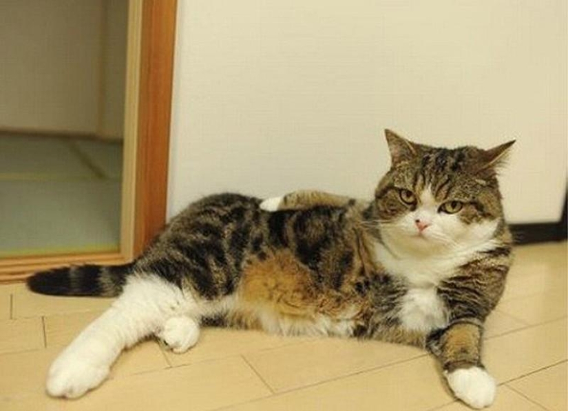 20 Funny Animals Who Think They're Very Sexy 20 Funny Animals Who Think They're Very Sexy