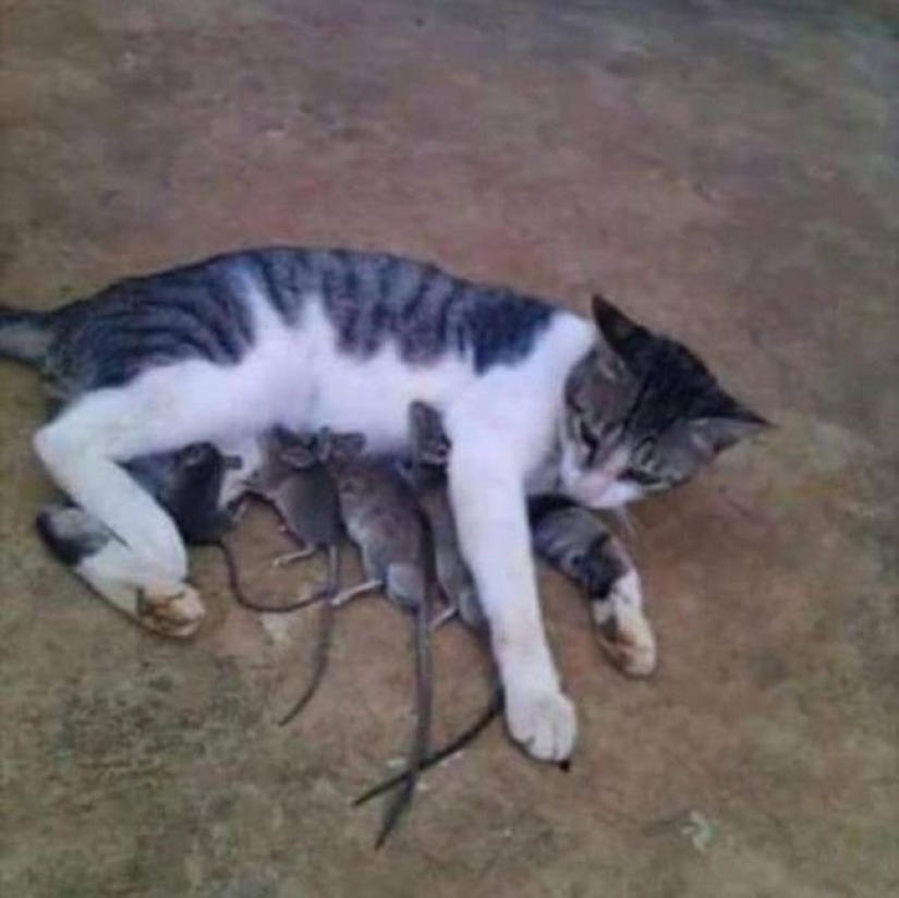 20 photos in which there is some kind of chaos