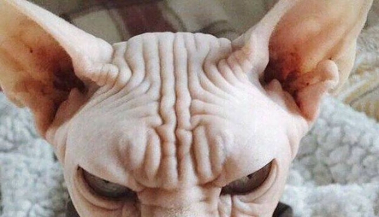 20 vicious animals that are better off not crossing the road