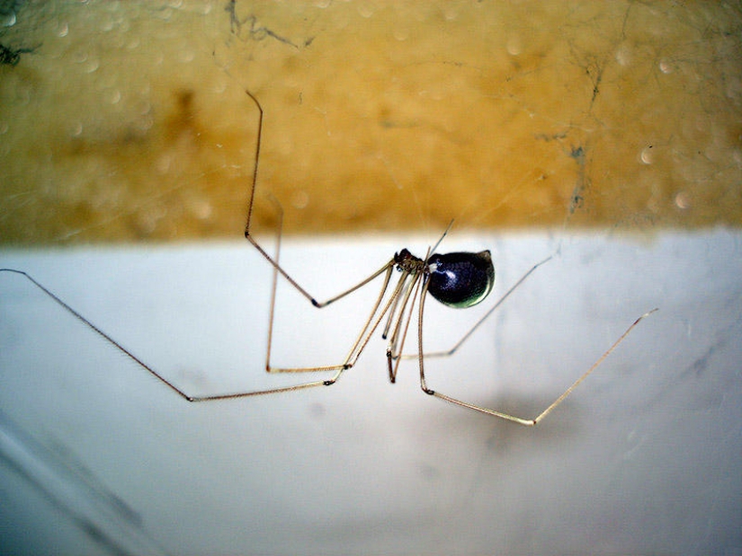 21 mitos desmentidos por MythBusters 21 mitos desmentidos por MythBusters