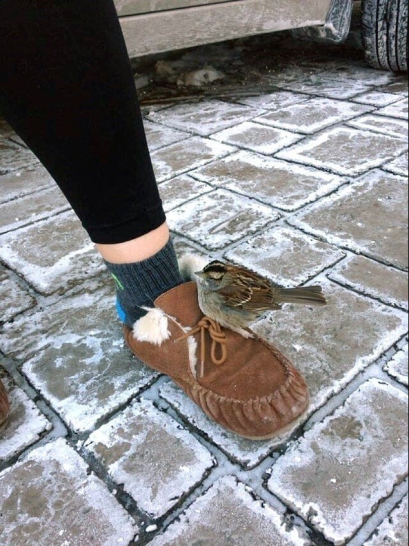 22 photos that show the harsh tricks of frost