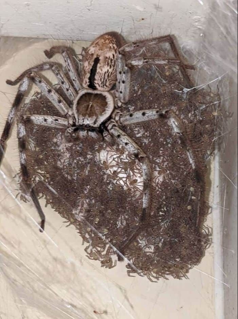 23 terrifying photos in which nature can greatly scare a person 23 terrifying photos in which nature can greatly scare a person