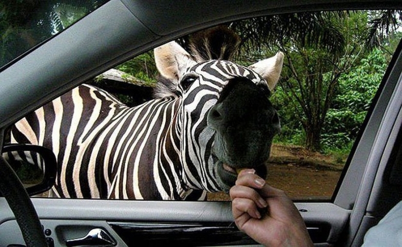 25 animales maestros que te convertirán en galletas