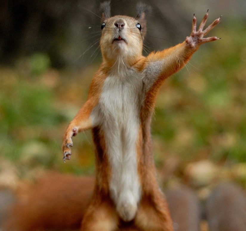 25 Master Animals That Will Trick You into Cookies