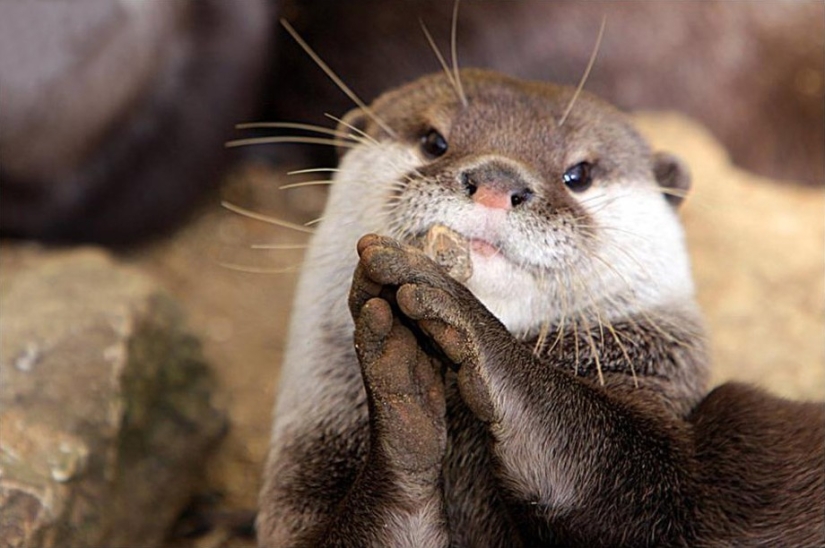 25 Master Animals That Will Trick You into Cookies