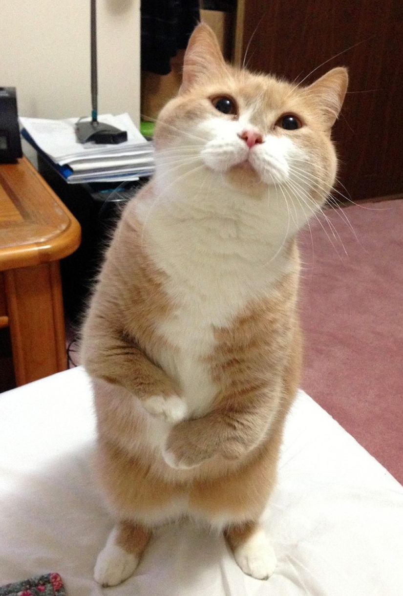 25 Master Animals That Will Trick You into Cookies