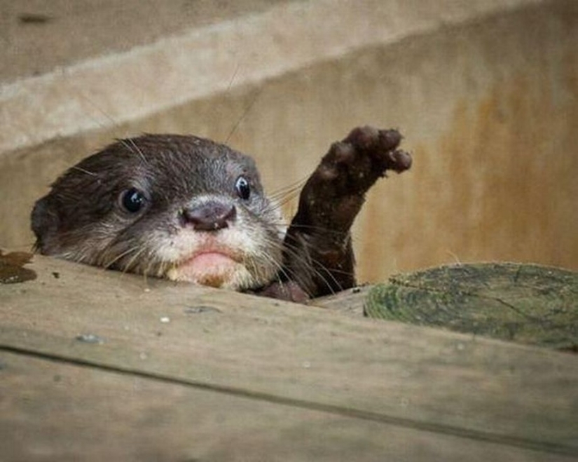 25 Master Animals That Will Trick You into Cookies