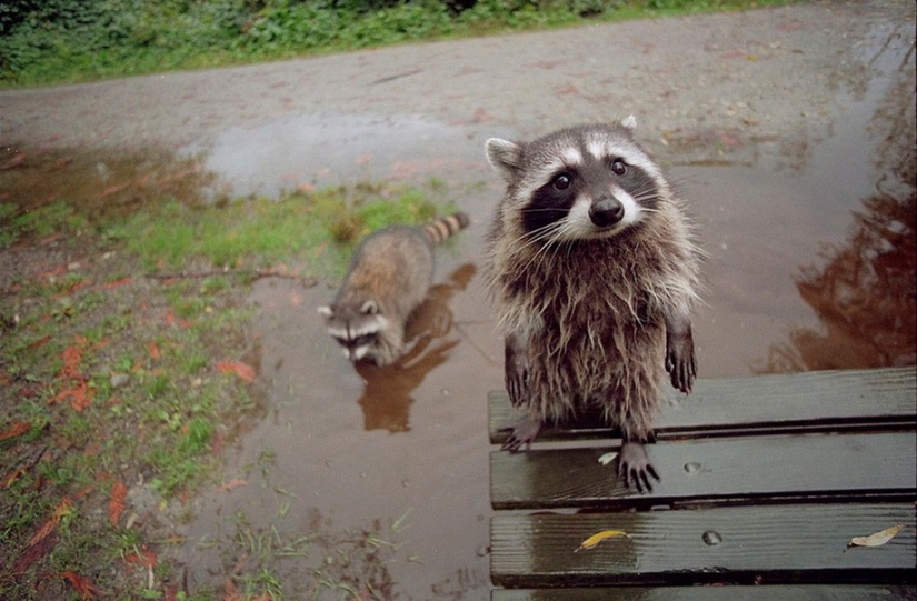 25 Master Animals That Will Trick You into Cookies