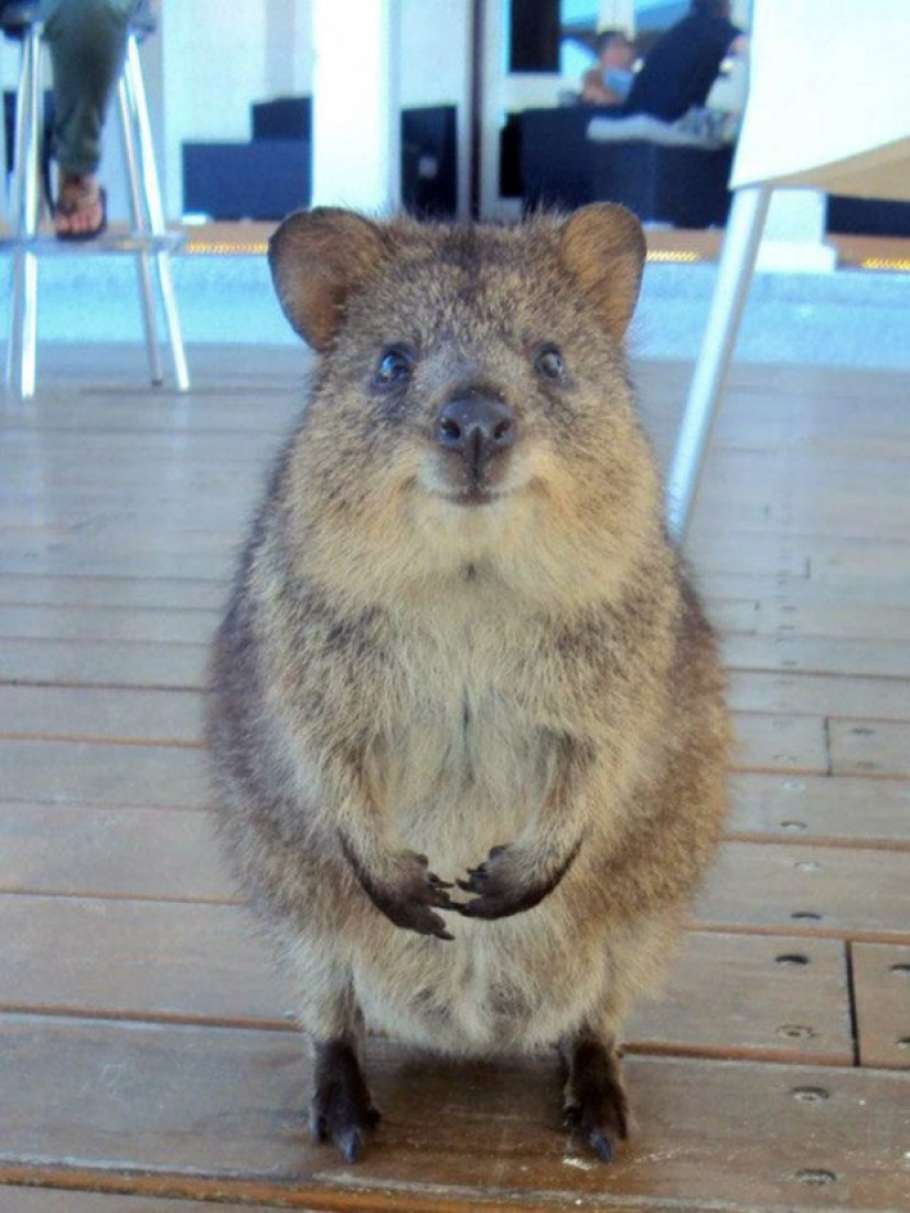 25 Master Animals That Will Trick You into Cookies