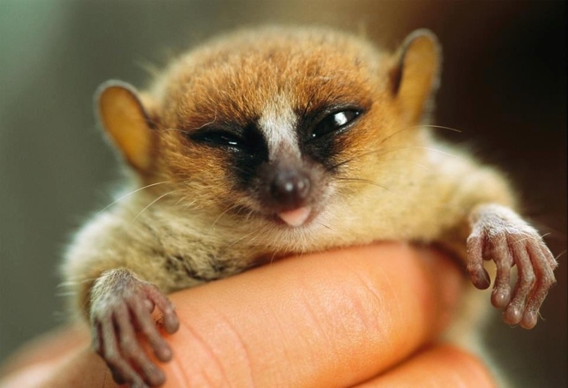 25 Master Animals That Will Trick You into Cookies