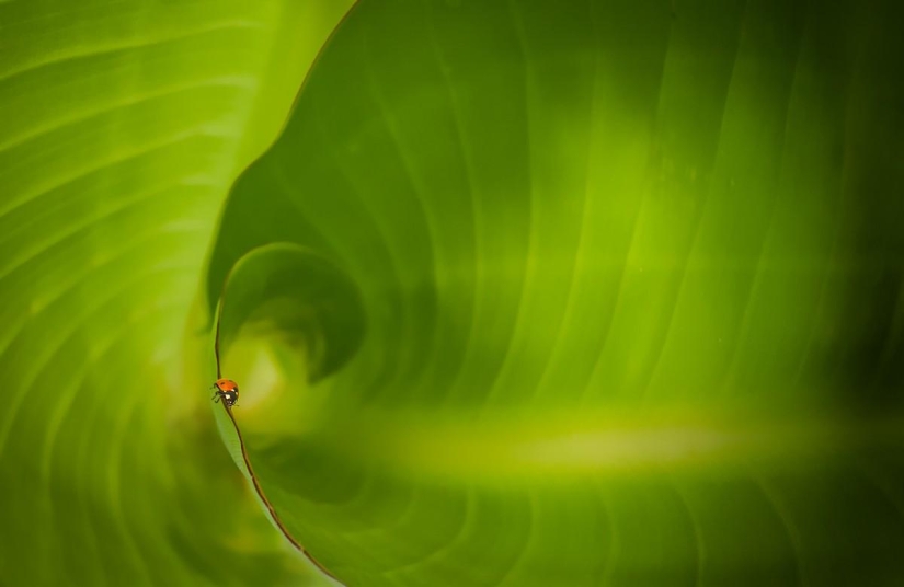 25 most successful shots of June