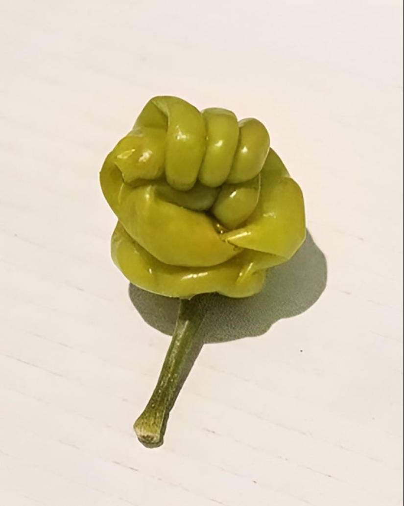 25 Of The Most Fascinating And Unexpected Examples Of Pareidolia Shared By People Online 25 Of The Most Fascinating And Unexpected Examples Of Pareidolia Shared By People Online