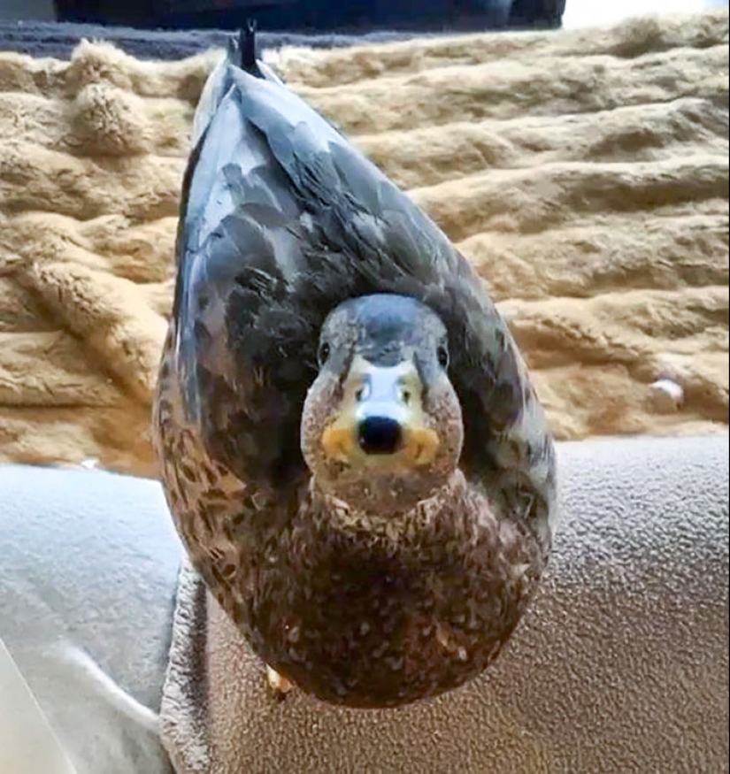 25 Of The Most Fascinating And Unexpected Examples Of Pareidolia Shared By People Online 25 Of The Most Fascinating And Unexpected Examples Of Pareidolia Shared By People Online