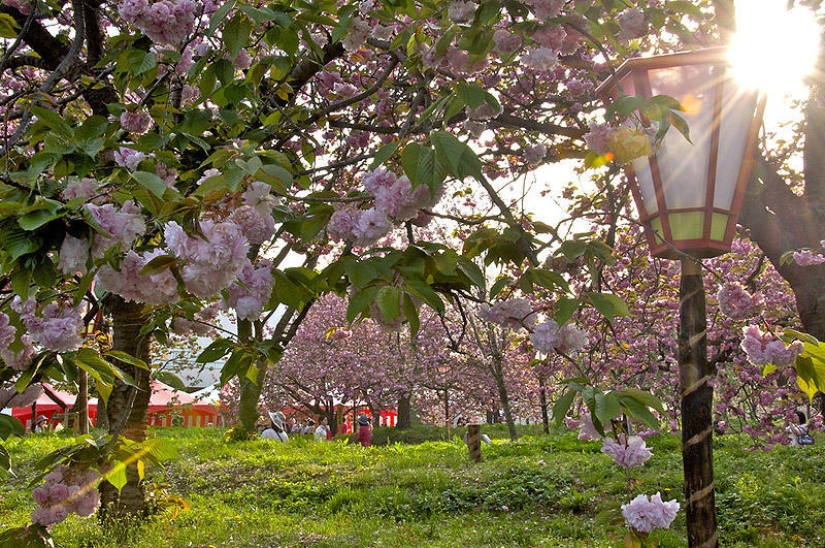 25 razones para visitar Japón 25 razones para visitar Japón