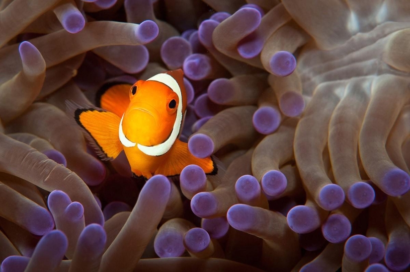 25 tiros más exitosos de junio 25 tiros más exitosos de junio