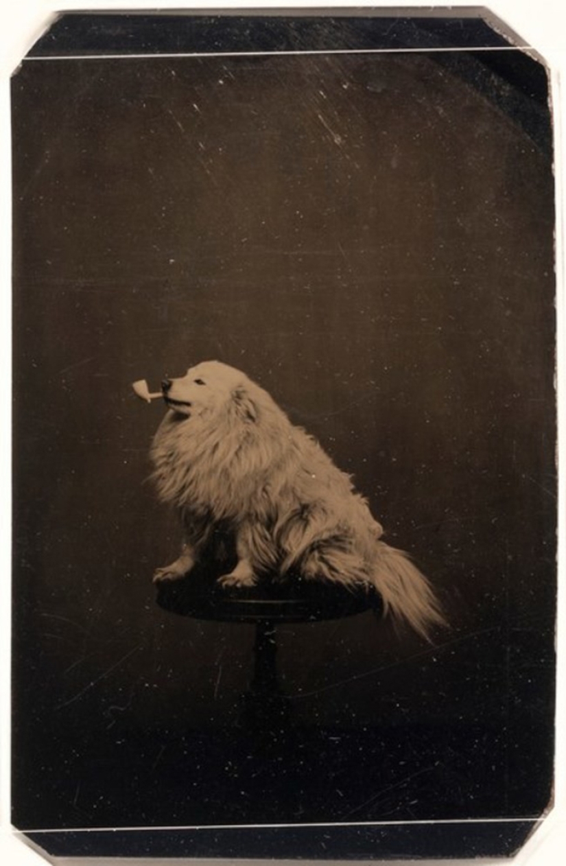 ¡26 hechos históricos extraños de los Nichosi!