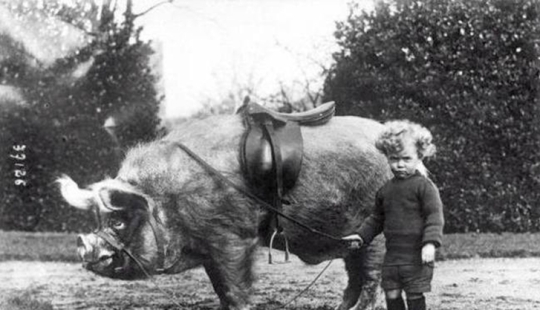 ¡26 hechos históricos extraños de los Nichosi!