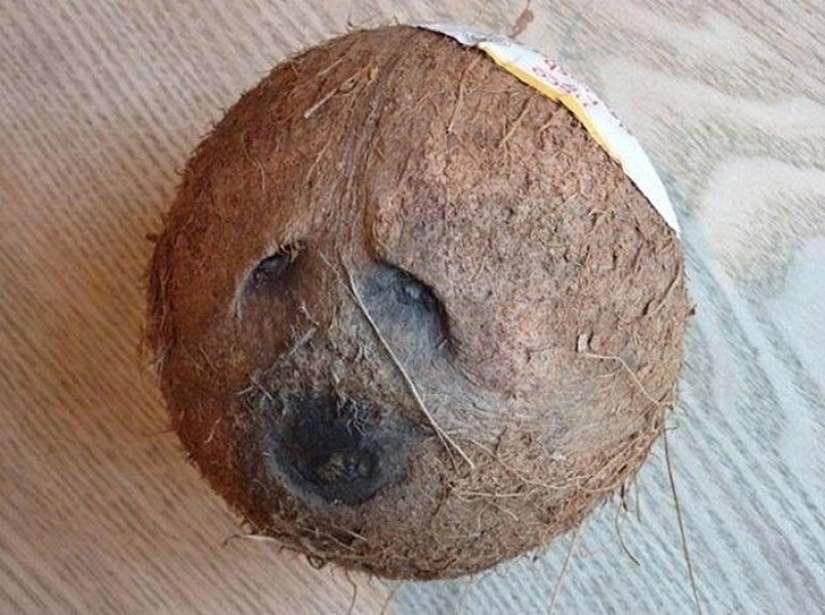 28 foods that desperately don't want to be eaten