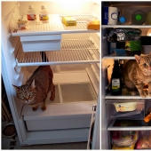 3 best refrigerator photo stories