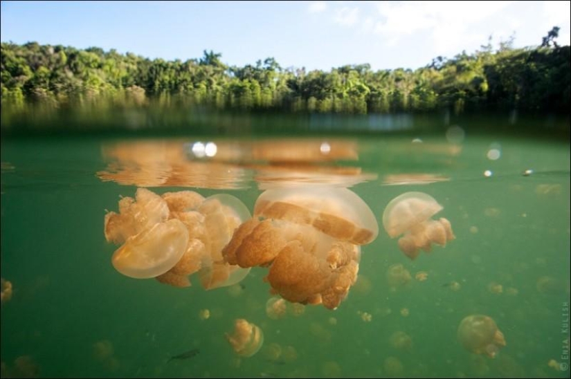 30 fotos de un lago lleno de medusas 30 fotos de un lago lleno de medusas