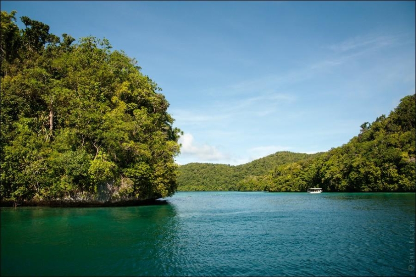 30 fotos de un lago lleno de medusas 30 fotos de un lago lleno de medusas