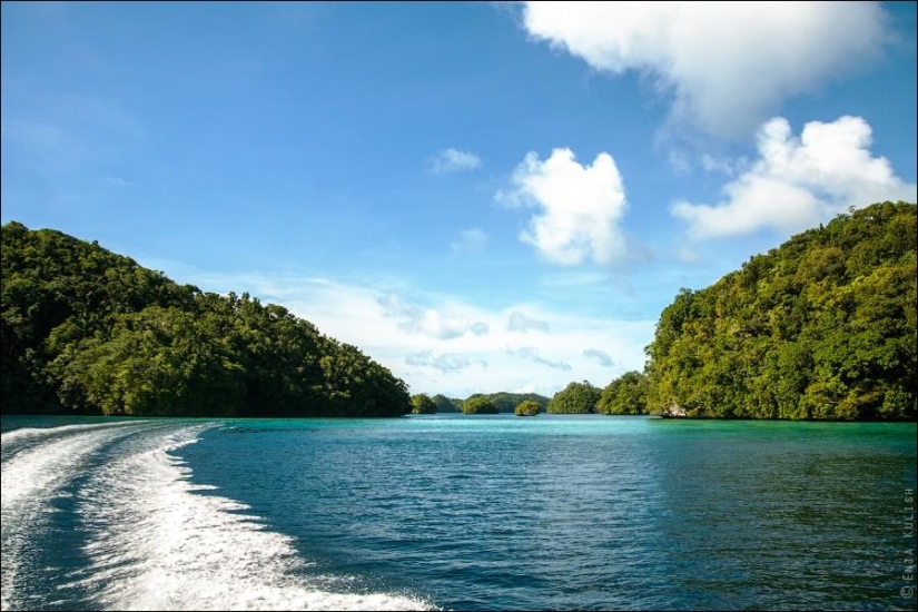 30 fotos de un lago lleno de medusas 30 fotos de un lago lleno de medusas