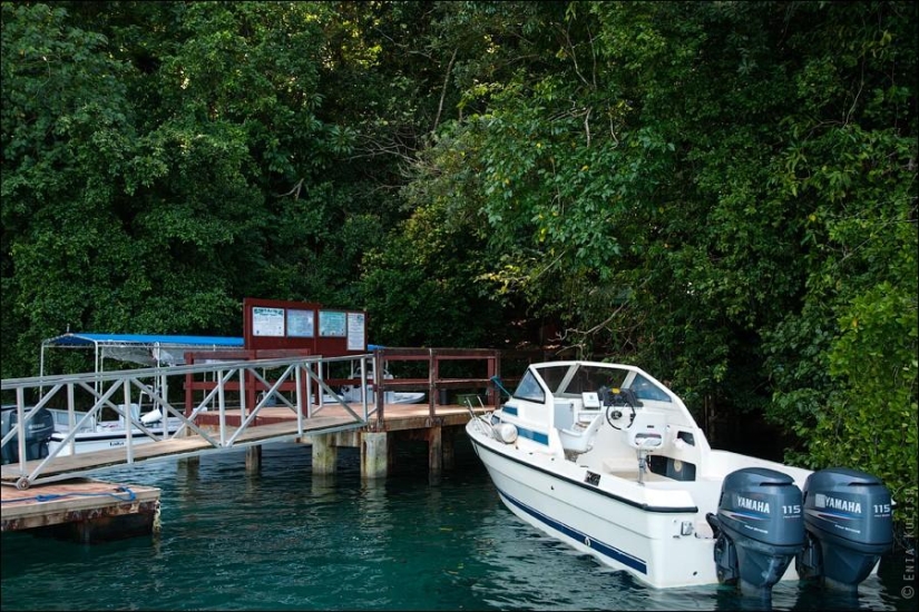 30 fotos de un lago lleno de medusas 30 fotos de un lago lleno de medusas