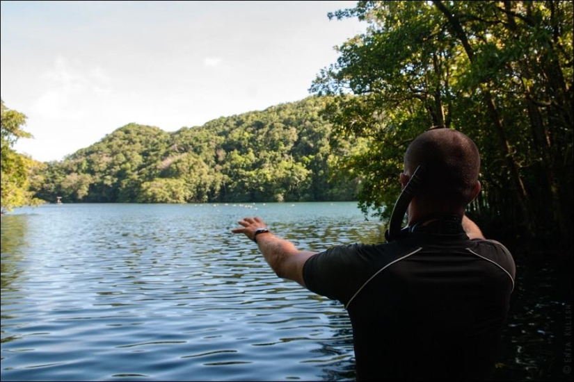 30 fotos de un lago lleno de medusas 30 fotos de un lago lleno de medusas