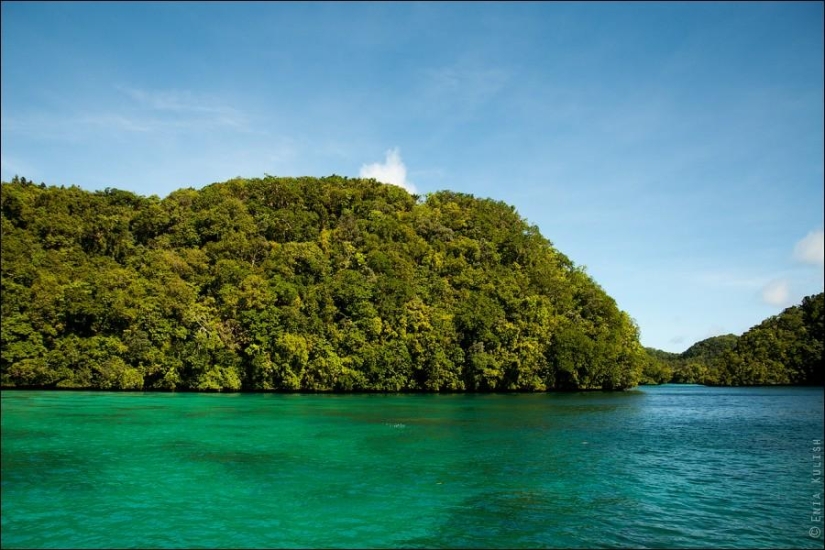30 fotos de un lago lleno de medusas 30 fotos de un lago lleno de medusas