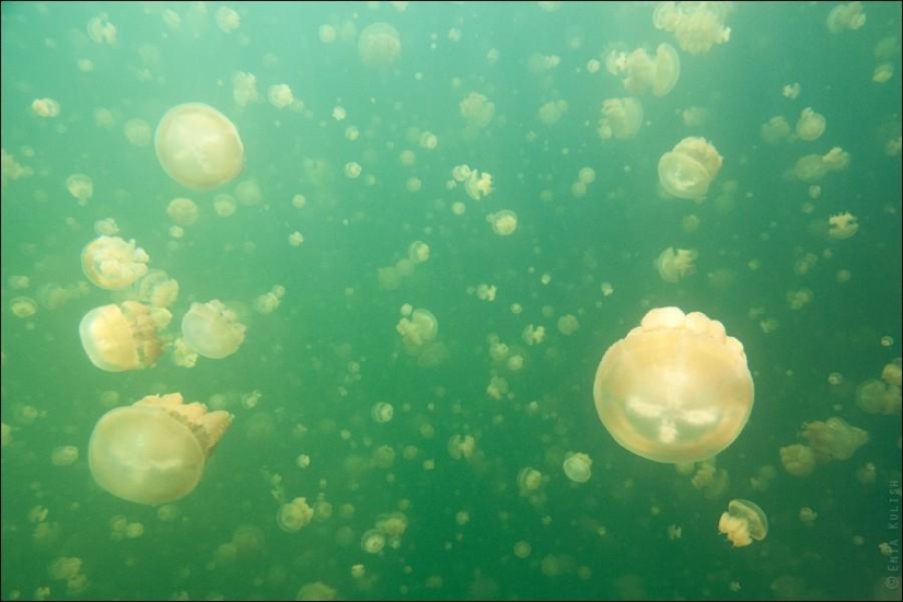 30 fotos de un lago lleno de medusas 30 fotos de un lago lleno de medusas