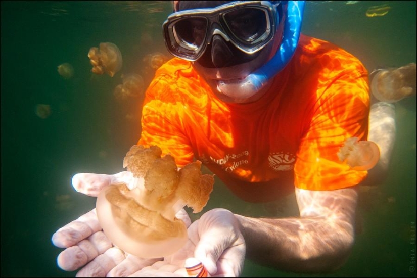 30 fotos de un lago lleno de medusas 30 fotos de un lago lleno de medusas