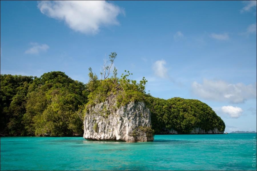 30 fotos de un lago lleno de medusas 30 fotos de un lago lleno de medusas