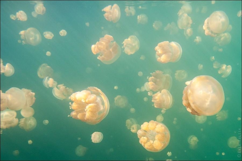 30 fotos de un lago lleno de medusas 30 fotos de un lago lleno de medusas