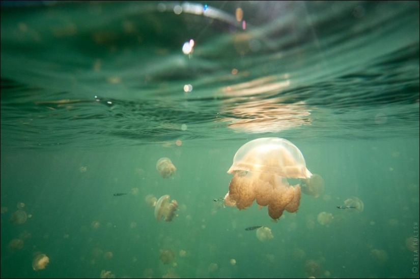 30 fotos de un lago lleno de medusas 30 fotos de un lago lleno de medusas