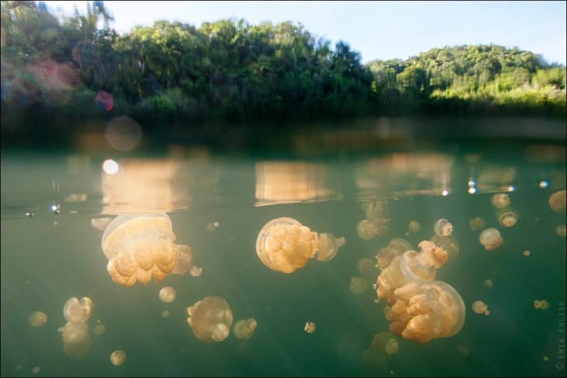 30 fotos de un lago lleno de medusas 30 fotos de un lago lleno de medusas