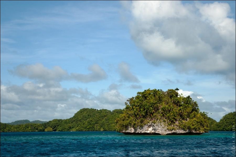30 fotos de un lago lleno de medusas 30 fotos de un lago lleno de medusas