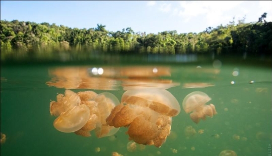 30 fotos de un lago lleno de medusas