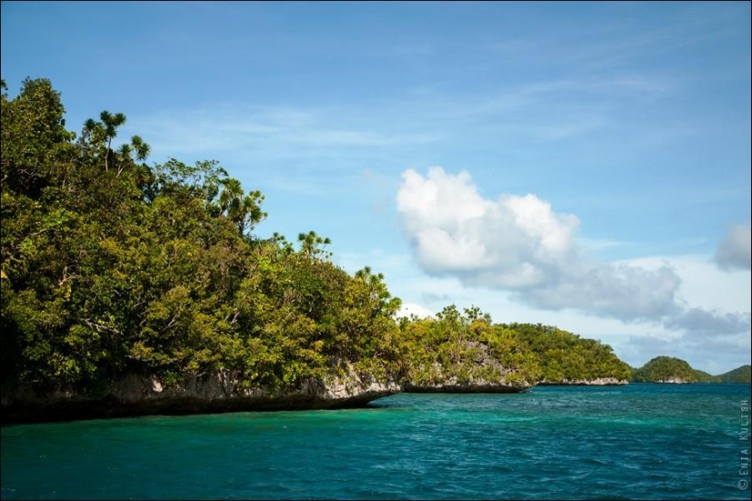 30 fotos de un lago lleno de medusas 30 fotos de un lago lleno de medusas