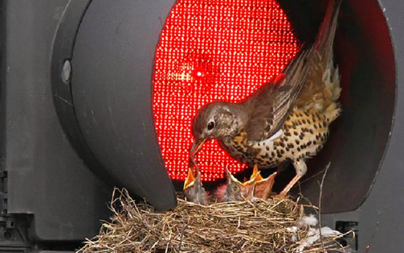 30 nests in the strangest places 30 nests in the strangest places