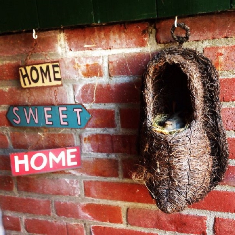 30 nidos en los lugares más extraños 30 nidos en los lugares más extraños