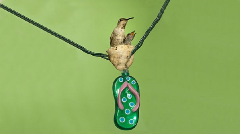 30 nidos en los lugares más extraños 30 nidos en los lugares más extraños