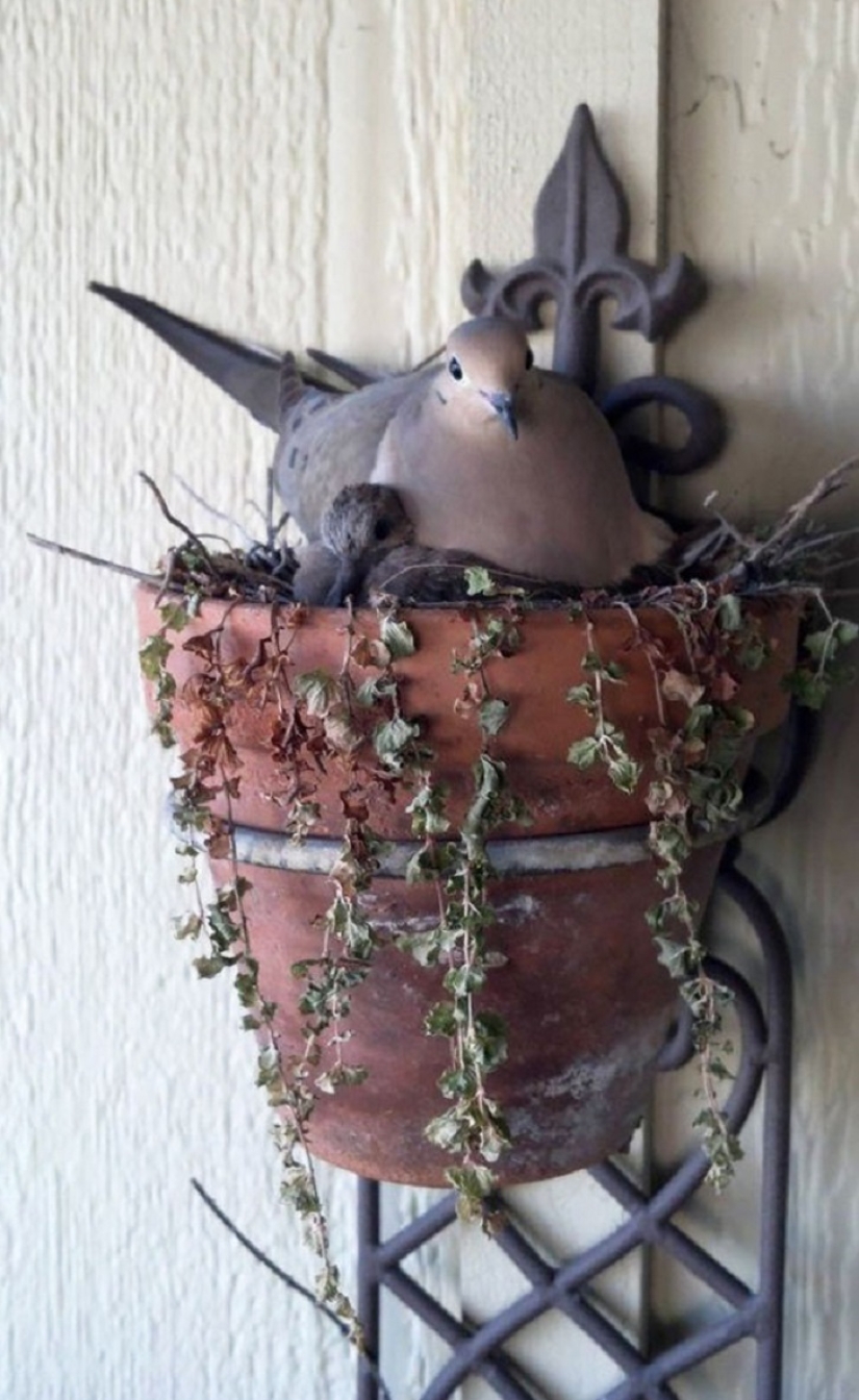 30 nidos en los lugares más extraños 30 nidos en los lugares más extraños