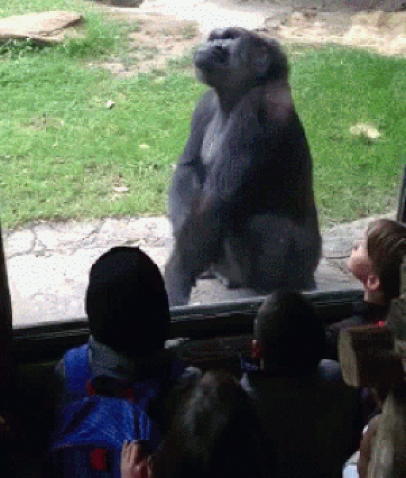 30 people who found friends at the zoo