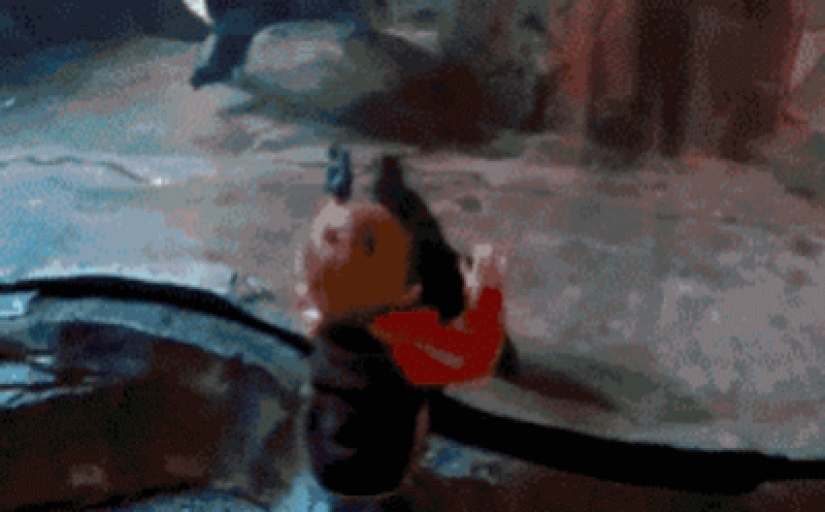 30 people who found friends at the zoo