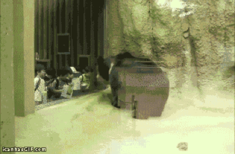 30 people who found friends at the zoo