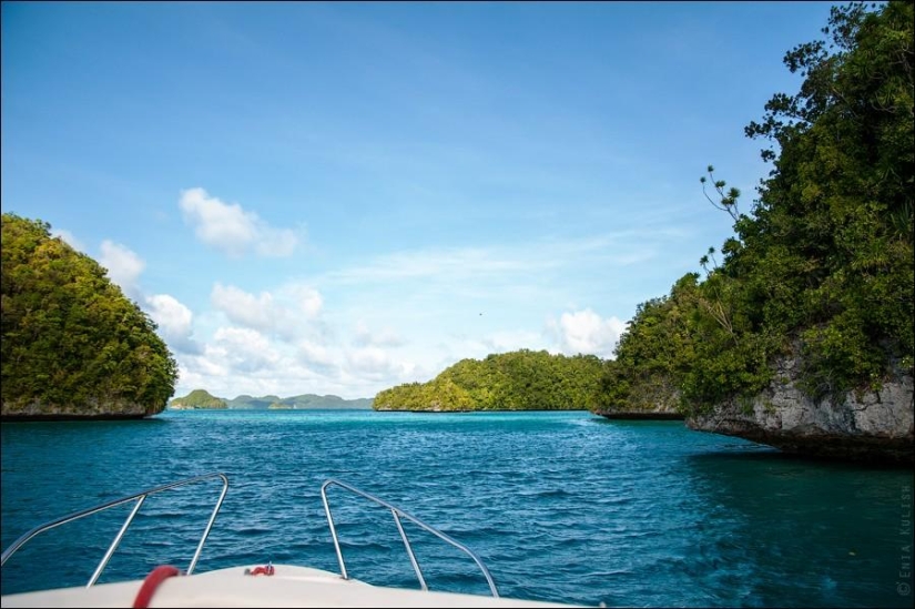 30 pictures of a lake full of jellyfish 30 pictures of a lake full of jellyfish